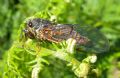 Cicadetta montana